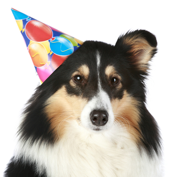 dog in birthday hat