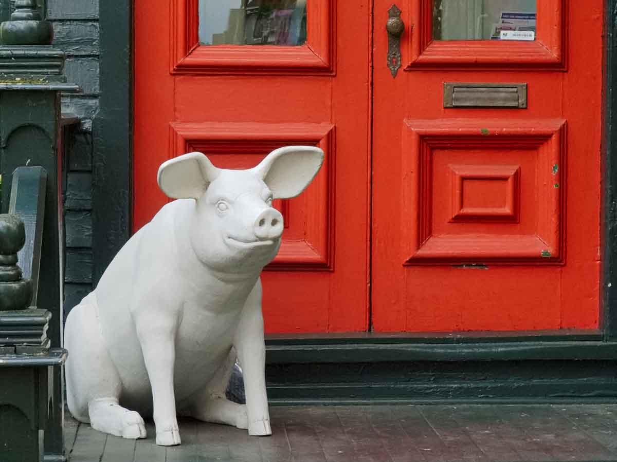 Pigs help hunt for the missing in Mexico